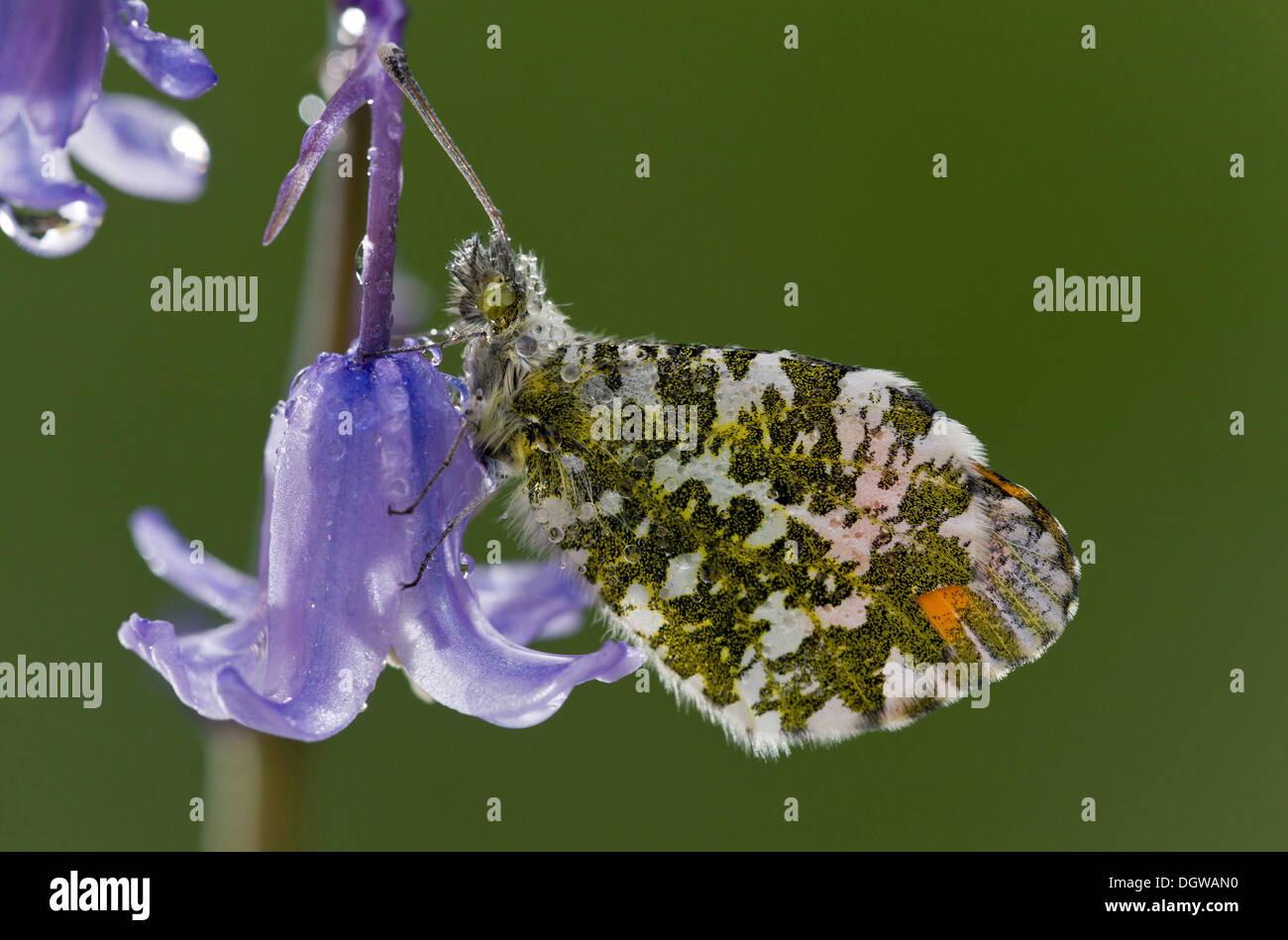 Männliche Orange-Tip Schmetterling, Anthocharis Cardamines auf Garten Glockenblume, nach über Nacht Tau. Dorset Stockfoto