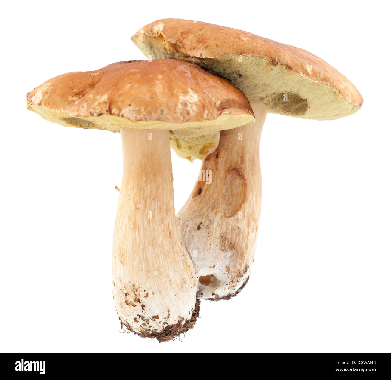 Speisepilze (Boletus Edulis Bull) auf weißem Hintergrund Stockfoto