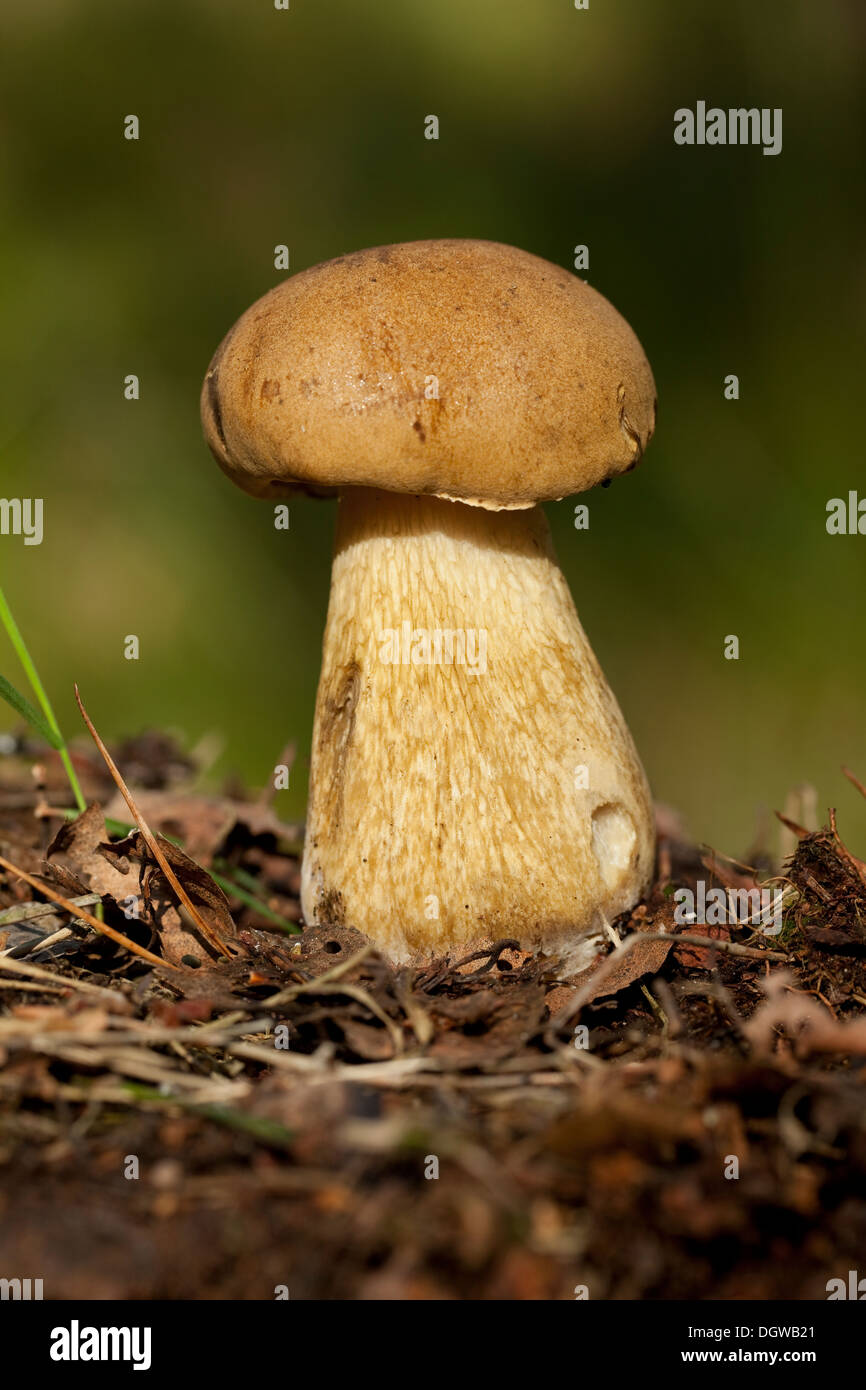 nicht essbar Boletus (Tylopilus Felleus) als Natur Hintergrund Stockfoto