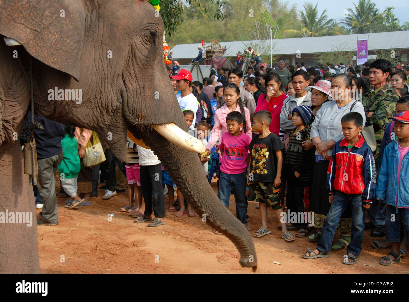 Elefanten mit Stoßzähnen streckte Stamm gegenüber Kindern, Elephant Festival, Ban Viengkeo, Hongsa, Xaignabouri Provinz Stockfoto