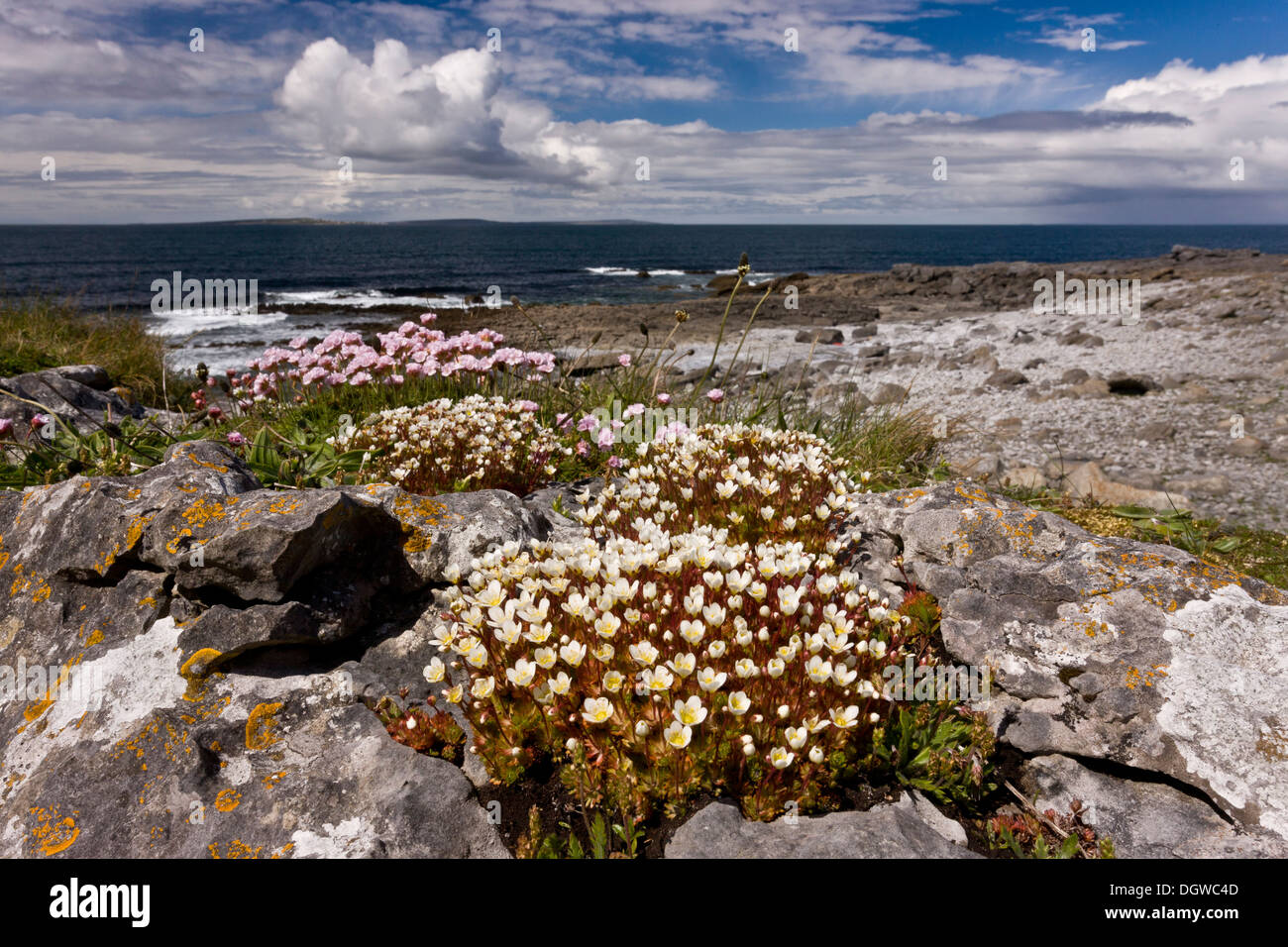 Irische Steinbrech, Saxifraga Rosacea, wächst mit Sparsamkeit in küstennahen Kalkstein Pflaster bei Poulsallagh, The Burren, Ireland Stockfoto