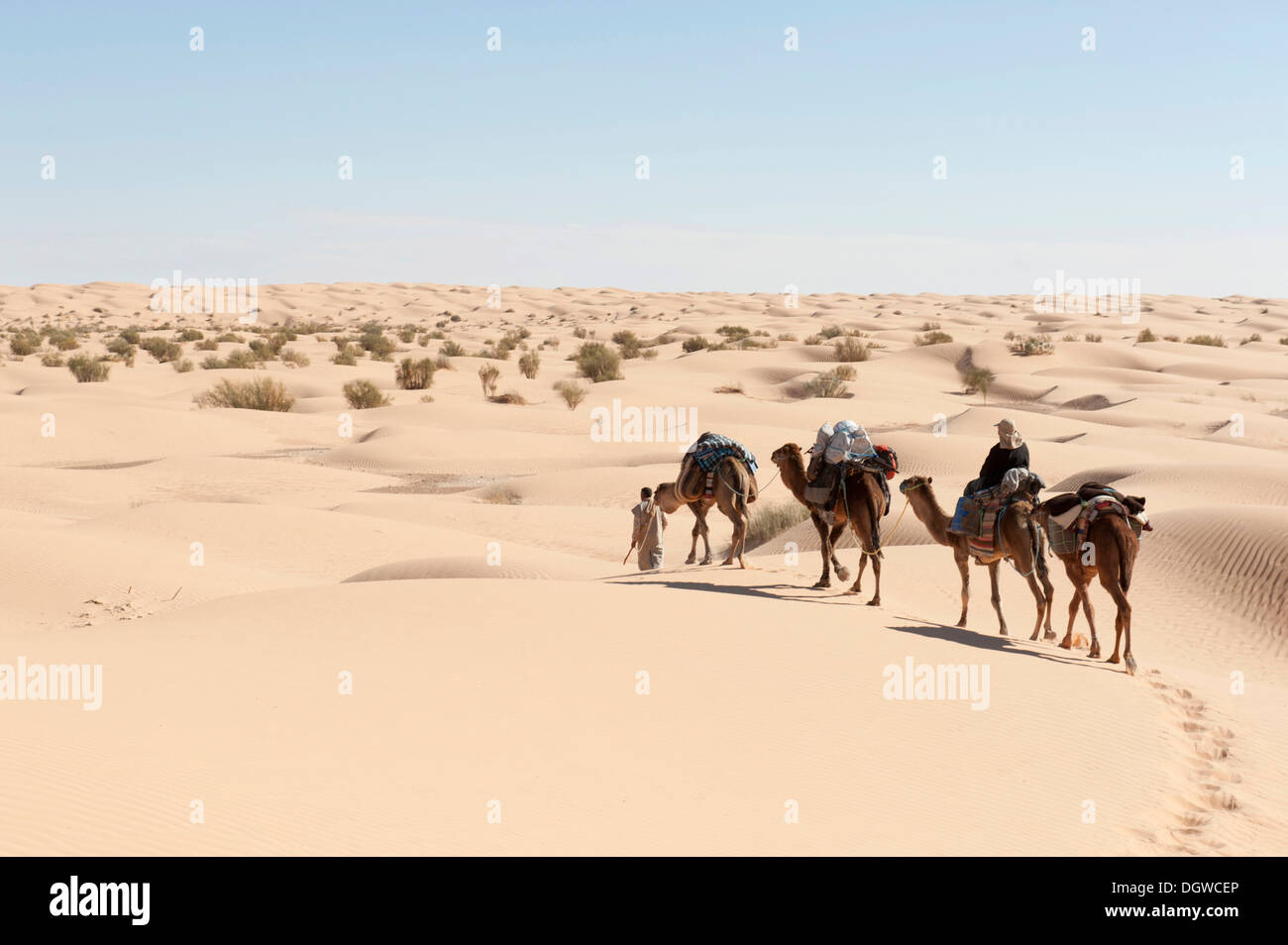 Nachhaltiger Tourismus, Kameltrekking, Kamele, Dromedare (Camelus Dromedarius), Sanddünen der Wüste Sahara Douz bis Ksar Stockfoto