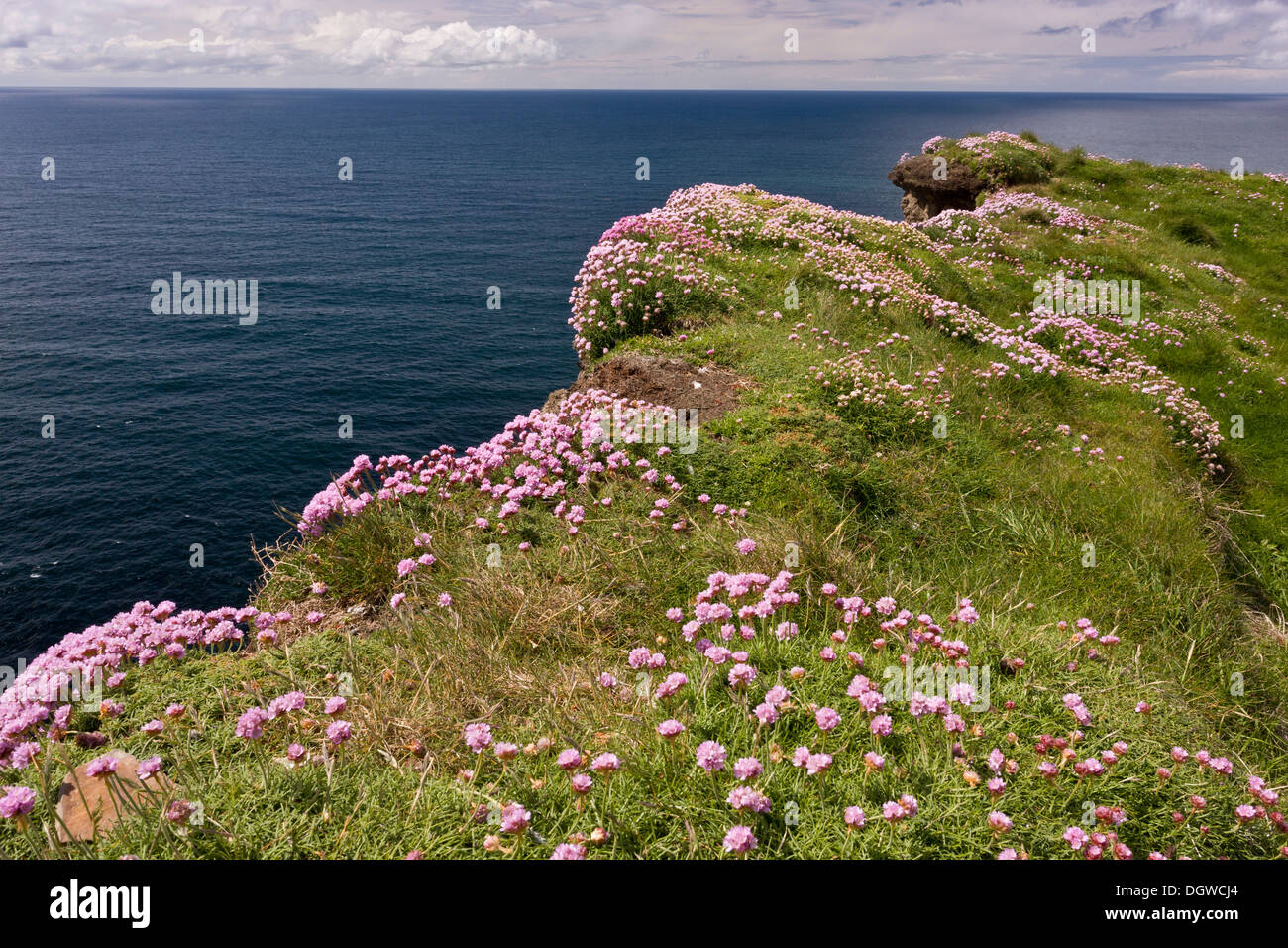 Klippe Sparsamkeit, Armeria Maritima auf die Cliffs of Moher, The Burren, Co. Clare, Irland Stockfoto