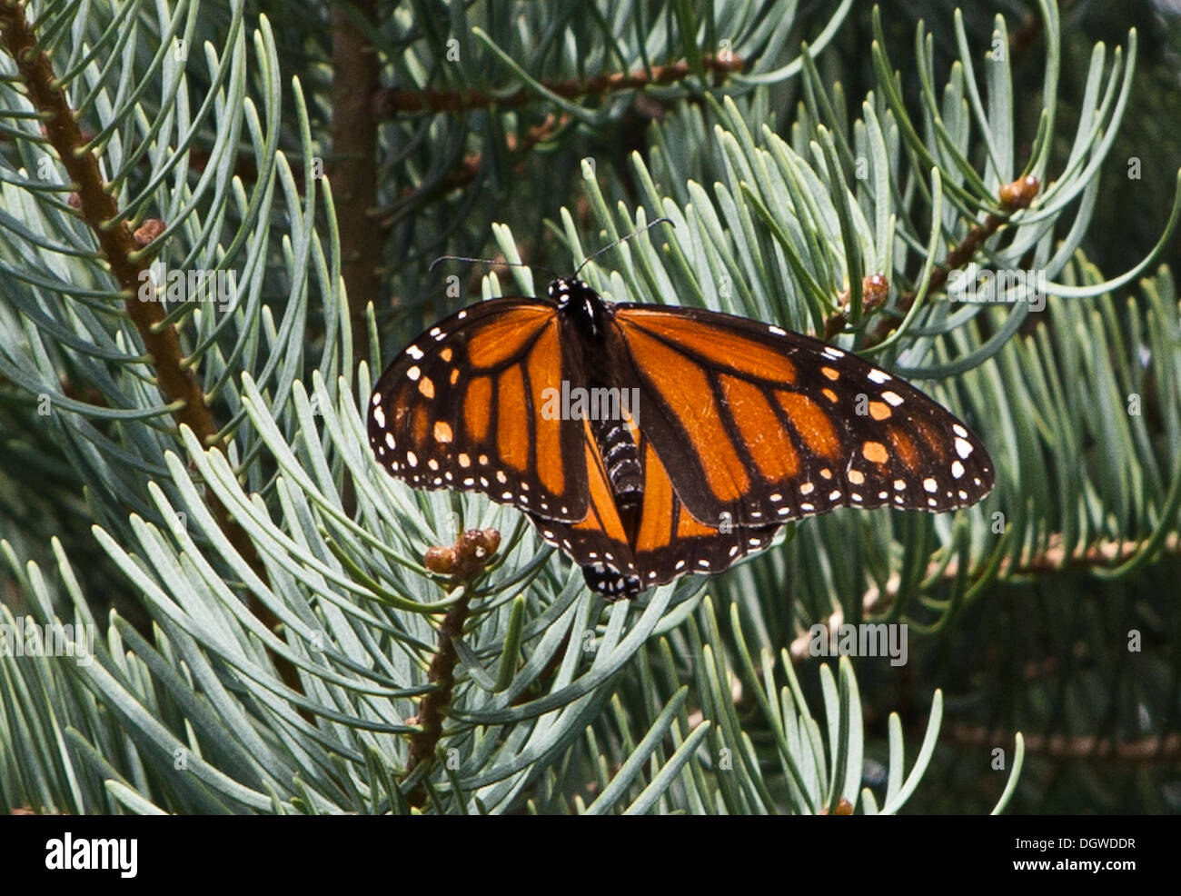 Monarchfalter auf Kiefer, Niagara on the Lake, Kanada. Stockfoto