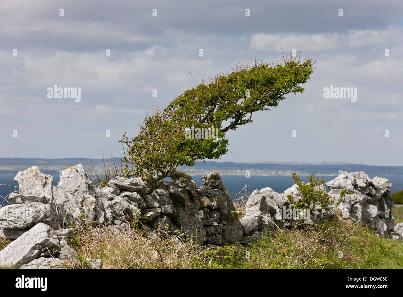 Wind-beschnitten Weissdorn Busch am schwarzen Kopf, Küste des Burren, Irland Stockfoto