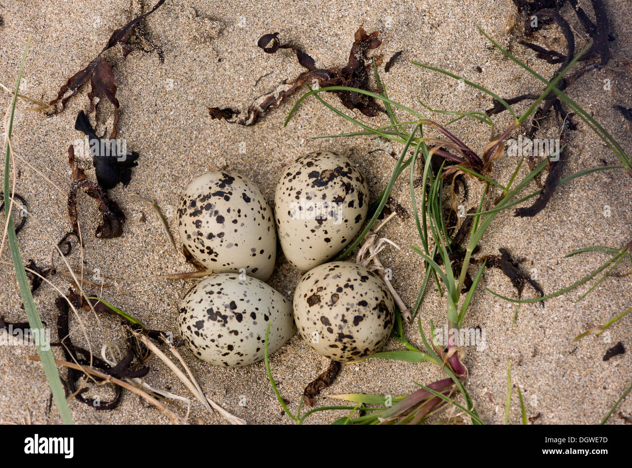 Nest und Eiern Flussregenpfeifer Regenpfeifer Charadrius Hiaticula an der Mündung bei Lahinch, Ireland. Stockfoto