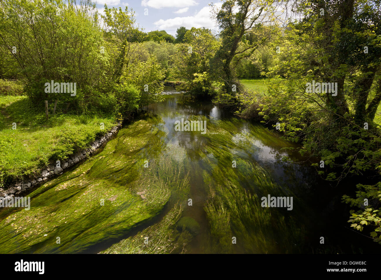 Ländliche Idylle - der Fluss Fergus, voller Wasser Crowfoot und andere Wasserpflanzen unter Lough Inchiquin, Co. Clare, Irland. Stockfoto