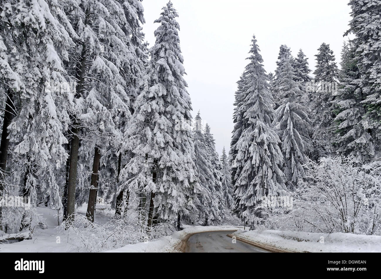 Nadelbäume im Winter - Rila-Gebirge, Bulgarien Stockfoto