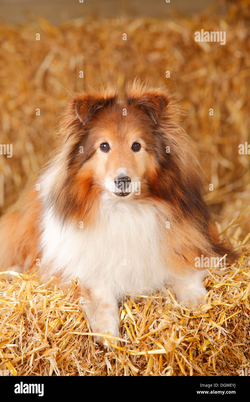 Sheltie, Zobel-weiß, 12 Jahre alt / Shetland Sheepdog Stockfoto