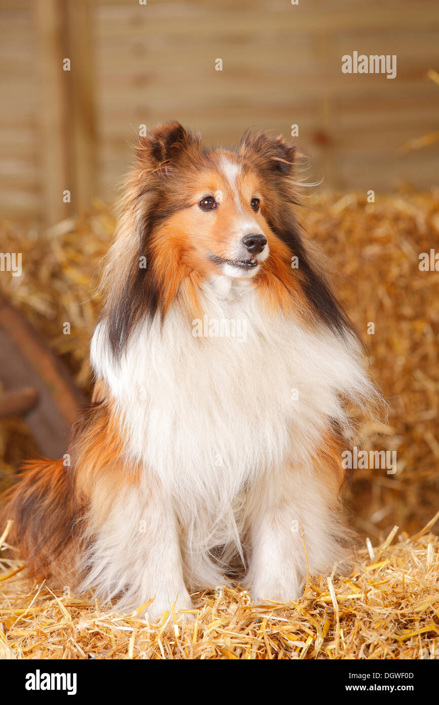 Sheltie, Zobel-weiß, 11 Jahre alt / Shetland Sheepdog Stockfoto