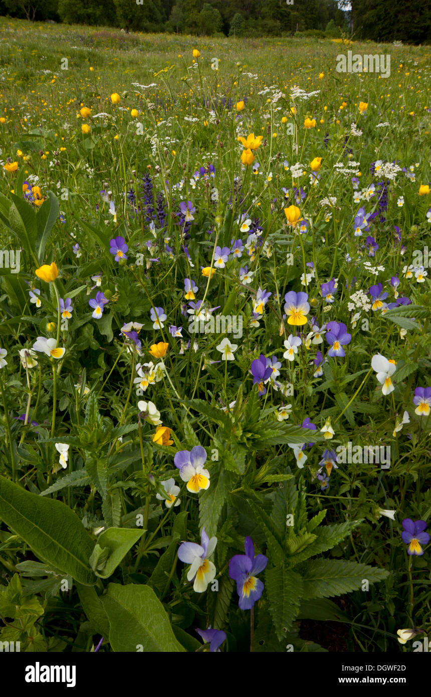 Blumenwiese mit wilden Stiefmütterchen, Butterblumen etc. im Rila-Gebirge, Bulgarien Stockfoto