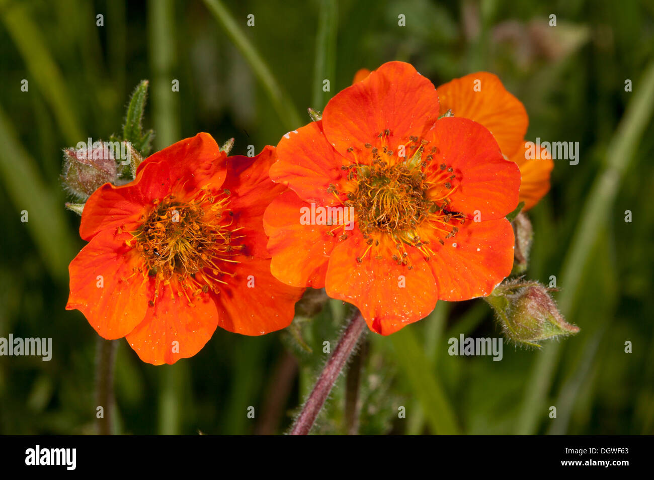 Rot oder Scarlet Avens, Geum Coccineum, wachsen wild in Bulgarien. Stockfoto