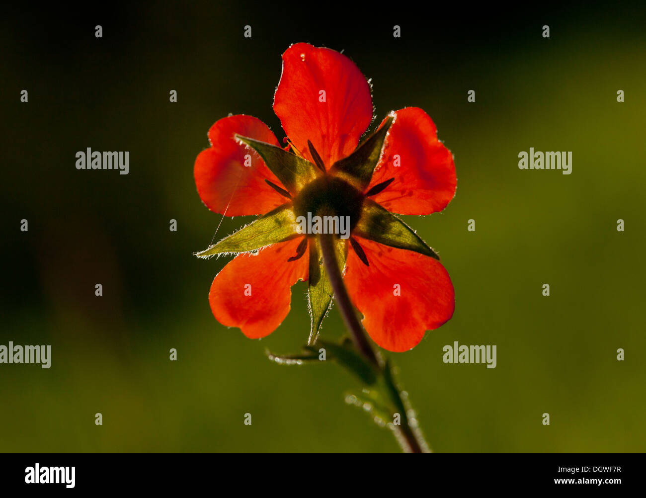 Rot oder Scarlet Avens, Geum Coccineum, wachsen wild in Bulgarien. Stockfoto