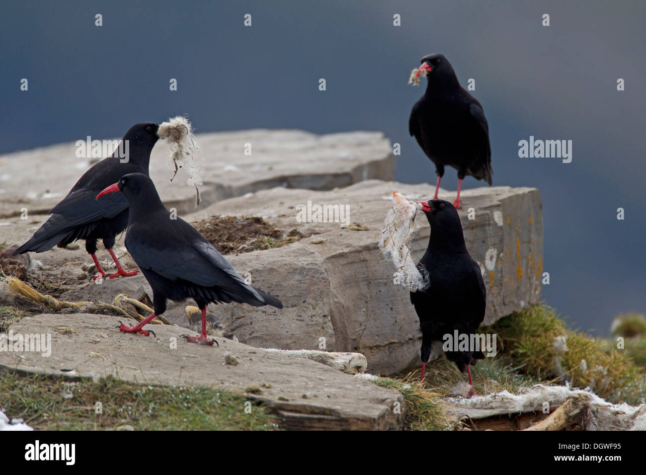 Alpine Nebelkrähen (Alpenkrähe Pyrrhocorax) mit Schafwolle als Verschachtelung Material, Pyrenäen, Aragon, Spanien Stockfoto
