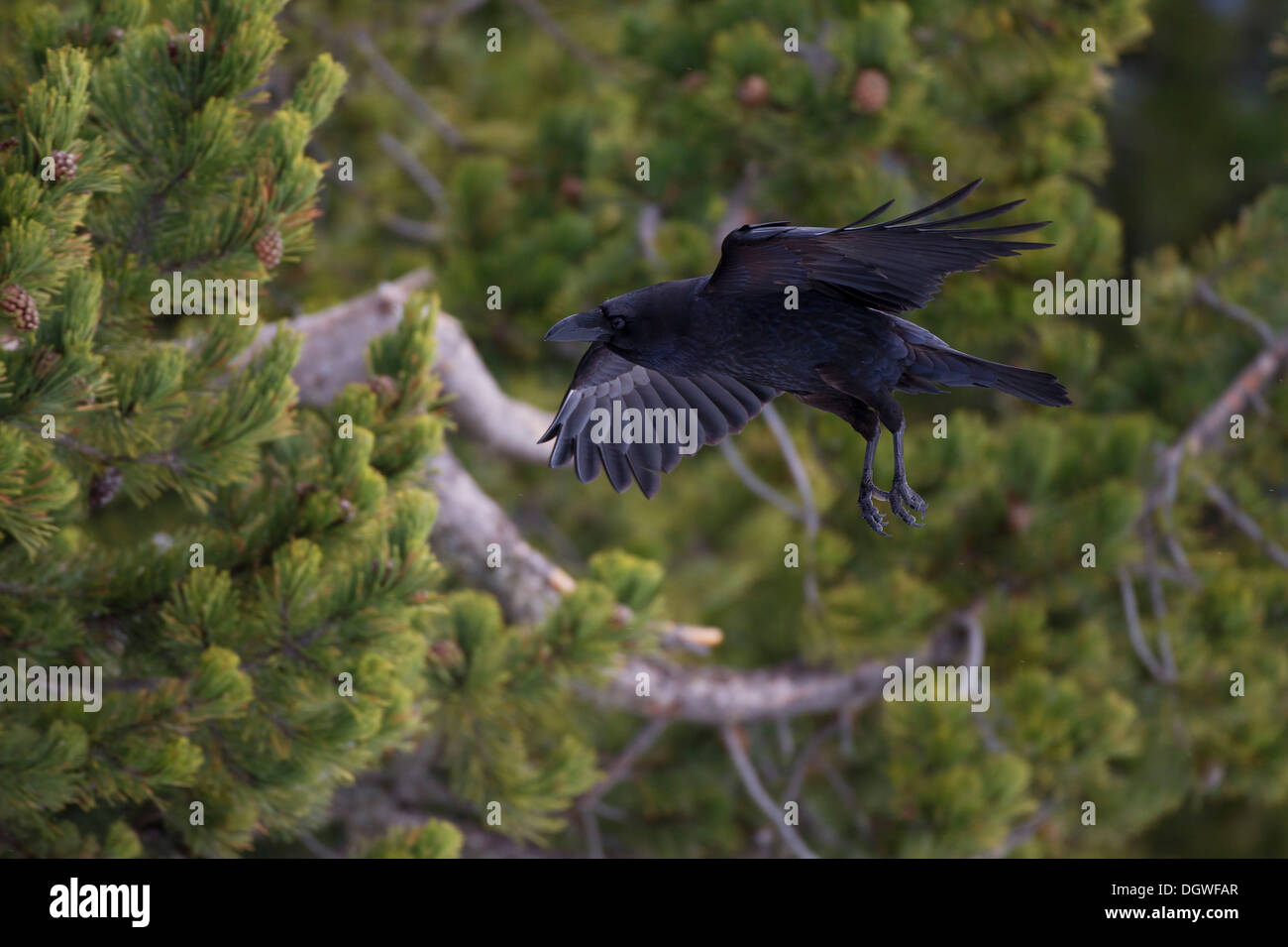 Kolkrabe (Corvus Corax) im Flug, Pyrenäen, Aragon, Spanien Stockfoto
