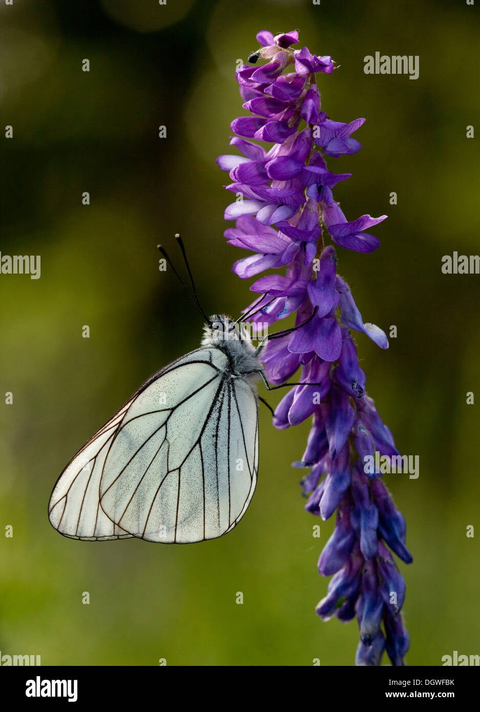 Schwarz-veined weiß, Aporia Crataegi, auf Narrow-leaved Wicke. Bulgarien Stockfoto