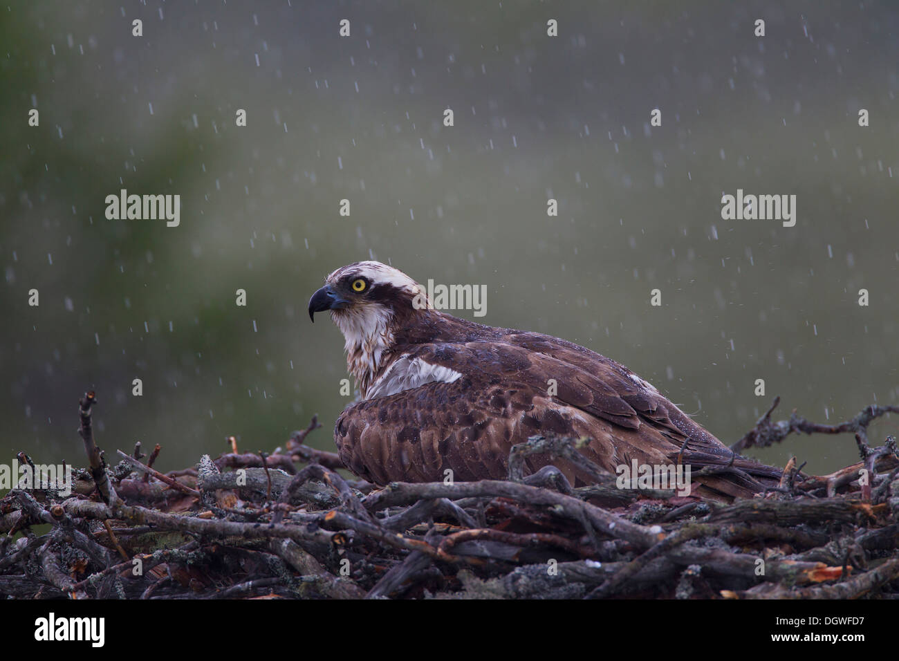 Fischadler oder Sea Hawk (Pandion Haliaetus) in einem Adlerhorst, weibliche Küken zu schützen, vor dem Regen, Subregion Kajaani, Finnland Stockfoto