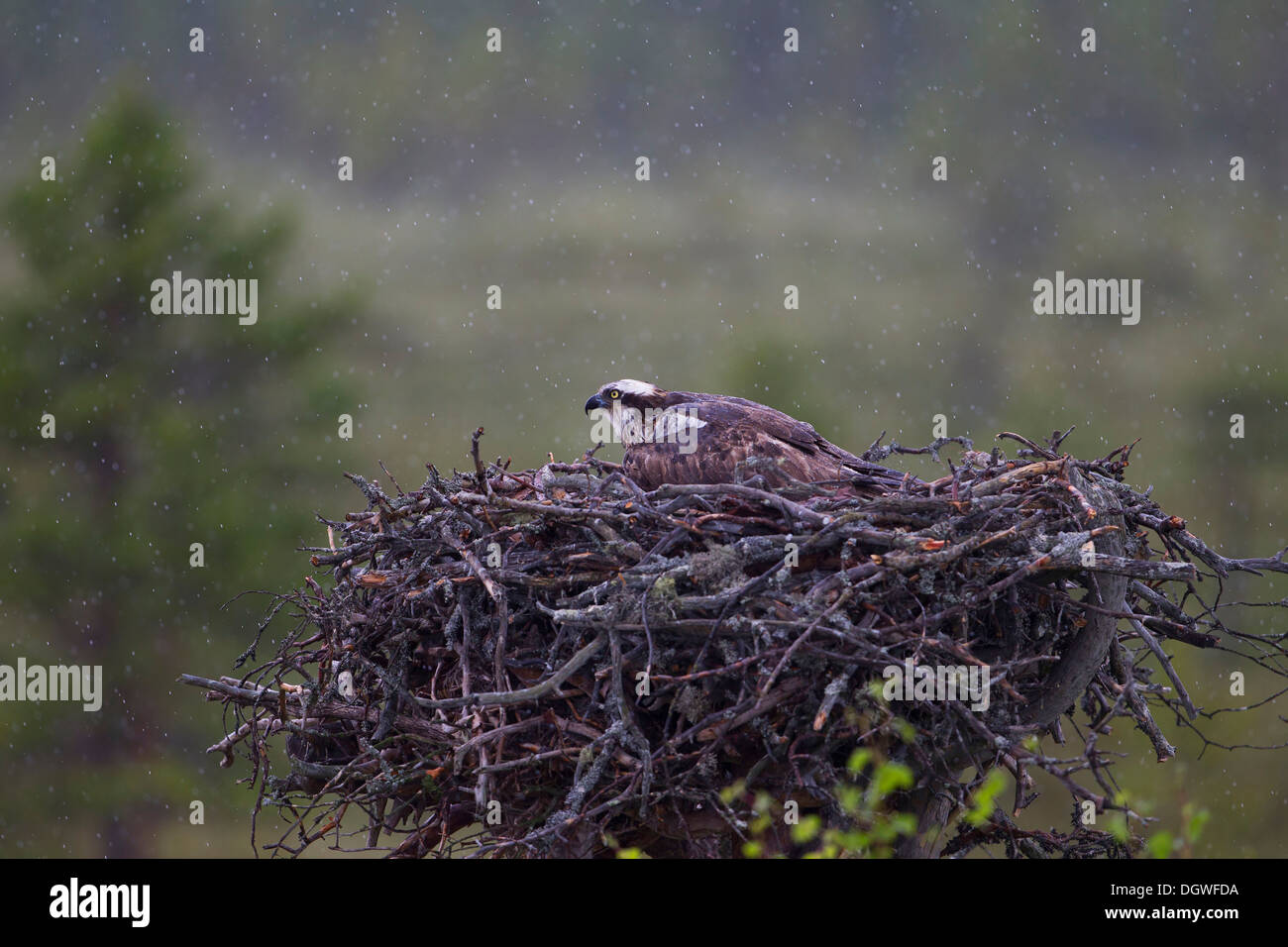 Fischadler oder Sea Hawk (Pandion Haliaetus) in einem Adlerhorst, weibliche Küken zu schützen, vor dem Regen, Subregion Kajaani, Finnland Stockfoto