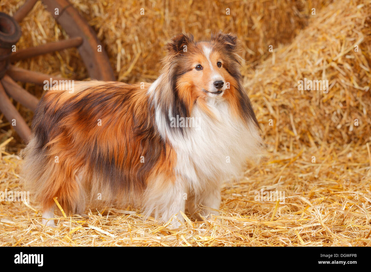 Sheltie, Zobel-weiß, 11 Jahre alt / Shetland Sheepdog Stockfoto
