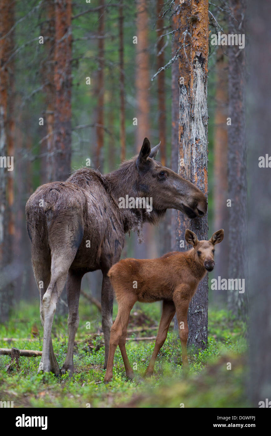 Eurasischen Elch oder Elch (Alces Alces), Kuh mit Kalb, junge, Lappland, Schweden Stockfoto