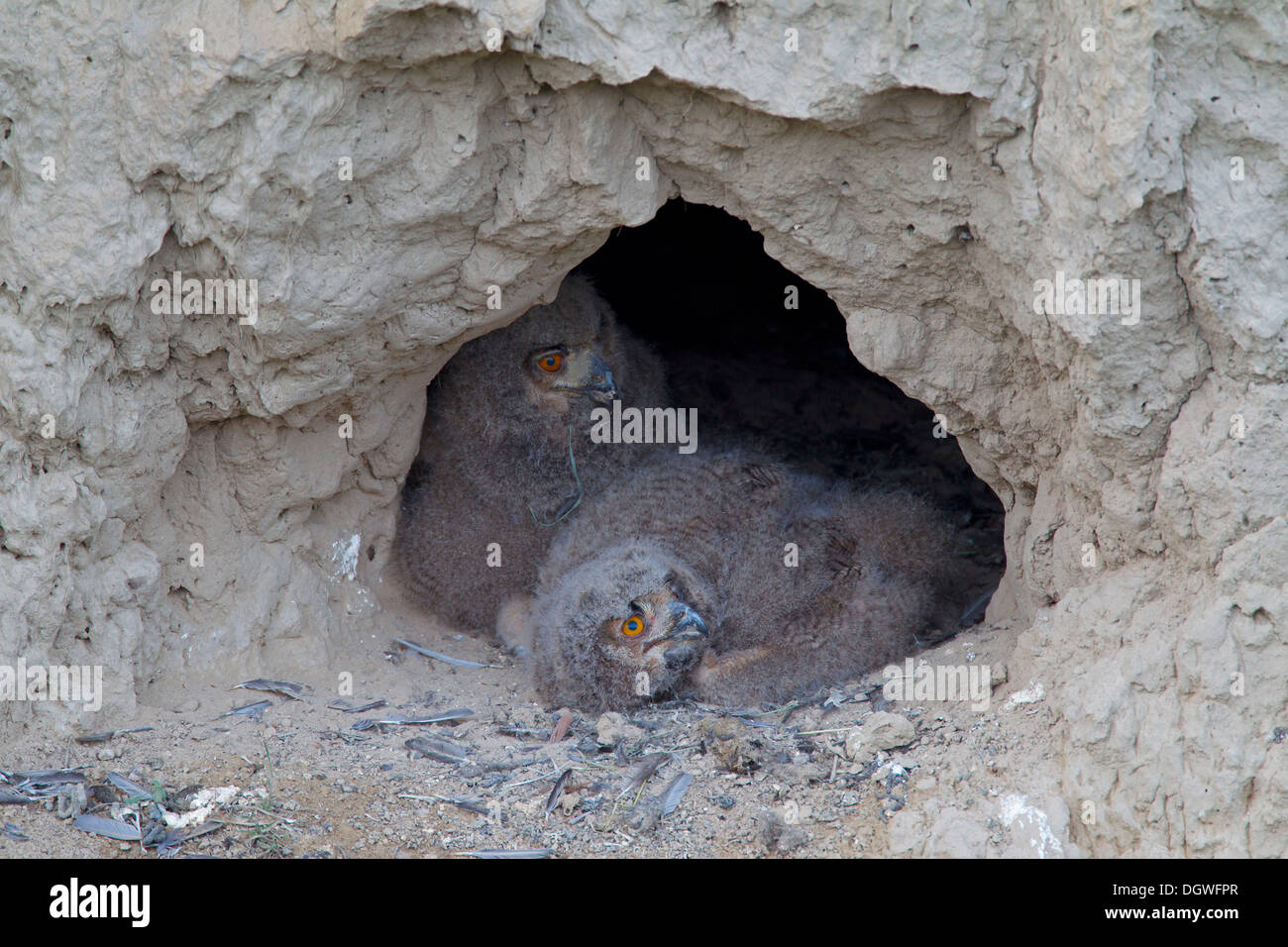 Uhu (Bubo Bubo), Küken in ihren Nährboden in einem Schlamm Wand Nord Bulgarien, Bulgarien Stockfoto