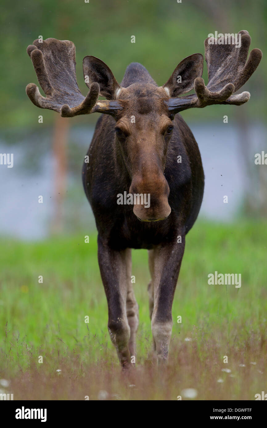 Eurasischen Elch oder Elch (Alces Alces), Stier, Lappland, Schweden Stockfoto