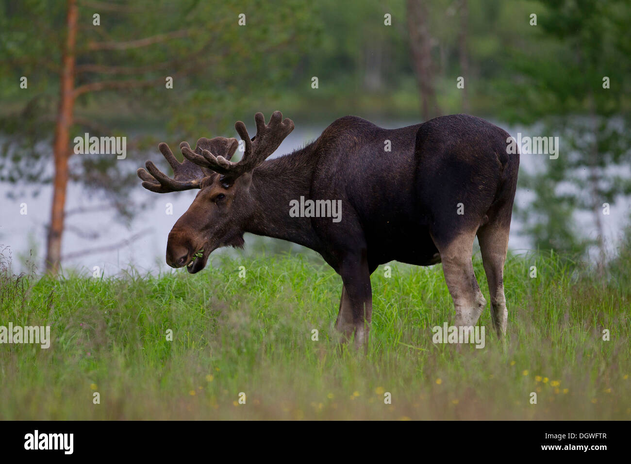Eurasischen Elch oder Elch (Alces Alces), Stier, Weiden, Lappland, Schweden Stockfoto