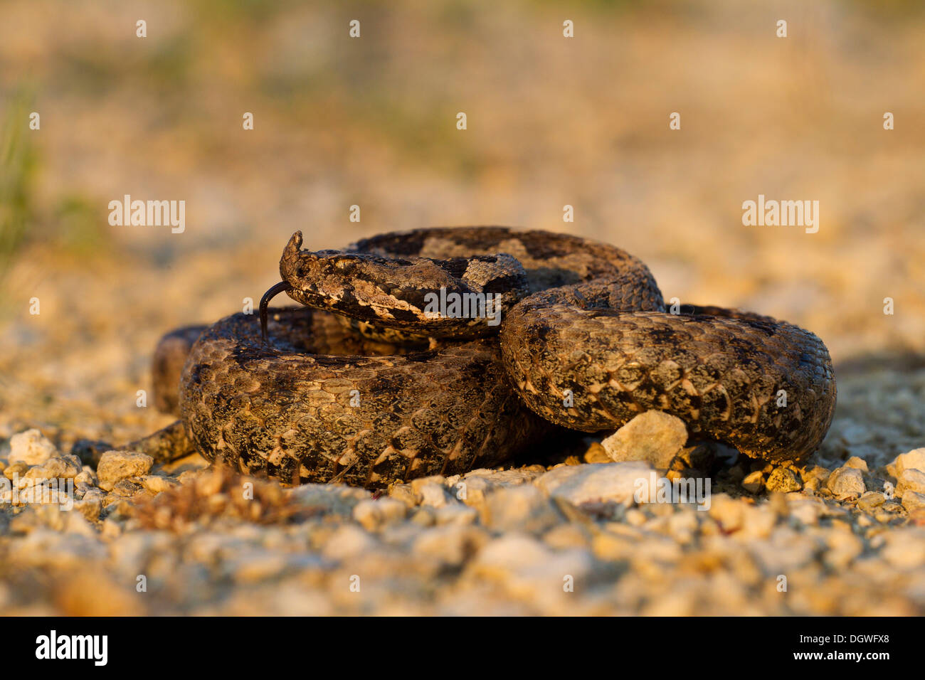 Gehörnte Viper, Langnasen-Viper oder Sand Kreuzotter (Vipera Ammodytes), Norden Bulgaria, Bulgarien Stockfoto