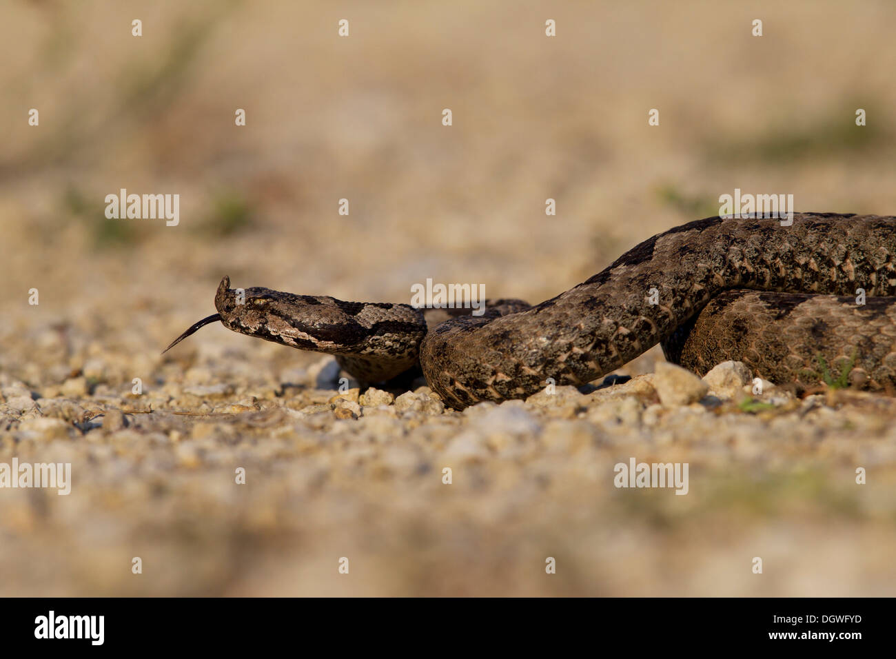 Hornotter, Langnasen-Viper oder Sand Kreuzotter (Vipera Ammodytes), erweitert seine Zunge, Nord Bulgarien, Bulgarien Stockfoto