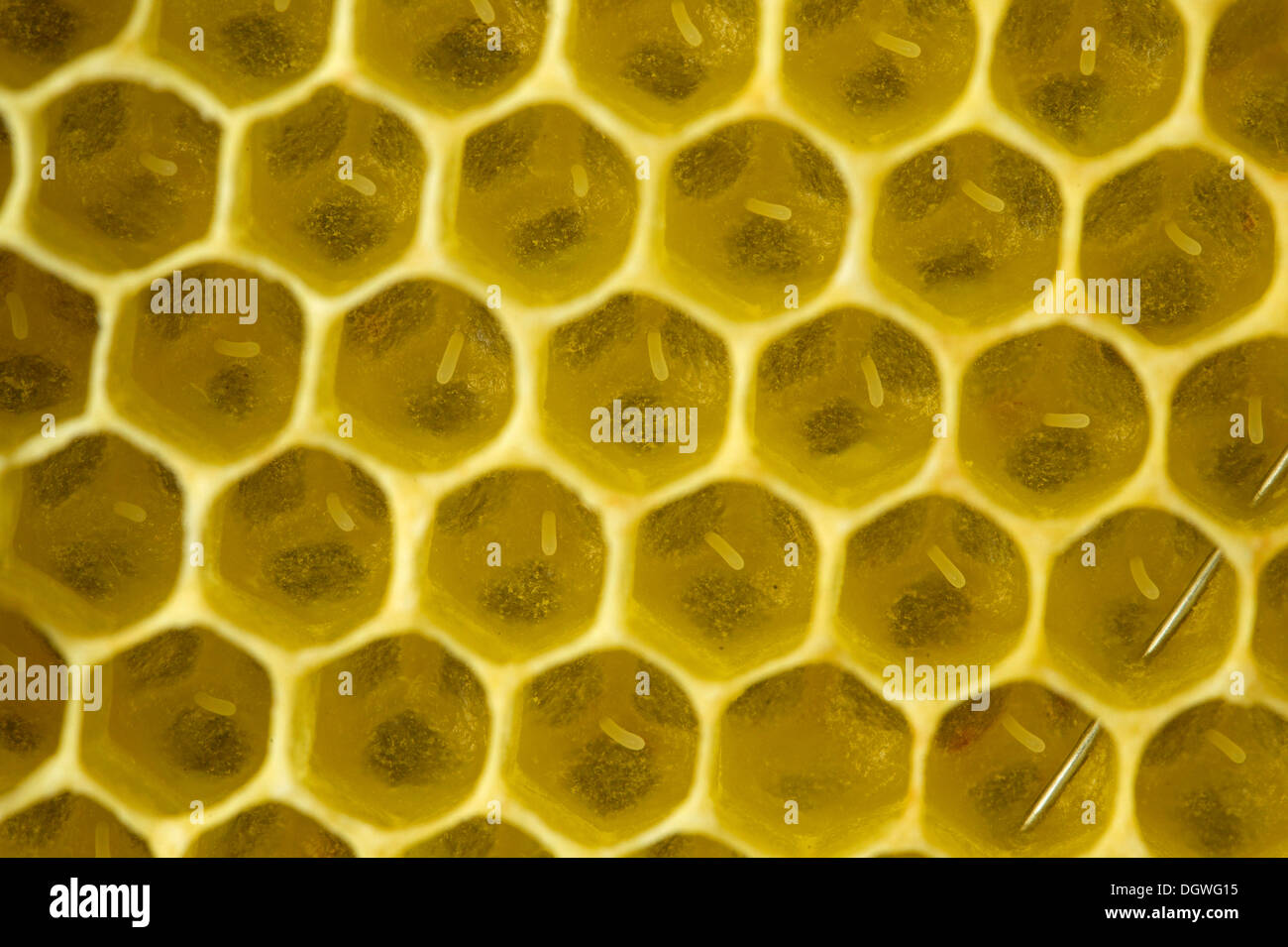 Westliche Honigbienen (Apis Mellifera), frisch gelegt Eiern in den Brutzellen eine Honigwabe, Thüringen, Deutschland Stockfoto