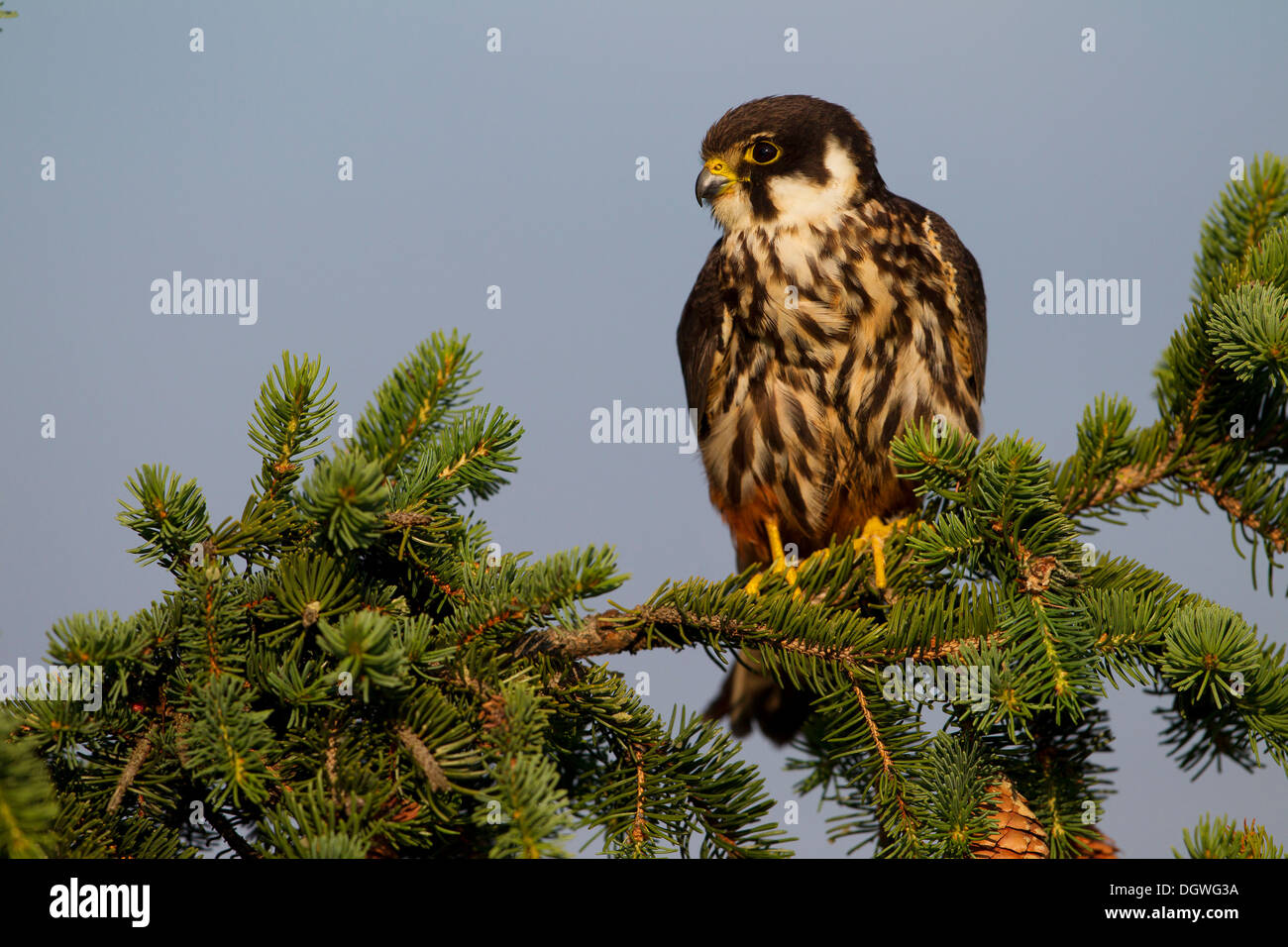 Eurasian Hobby (Falco Subbuteo), Thüringen, Deutschland Stockfoto