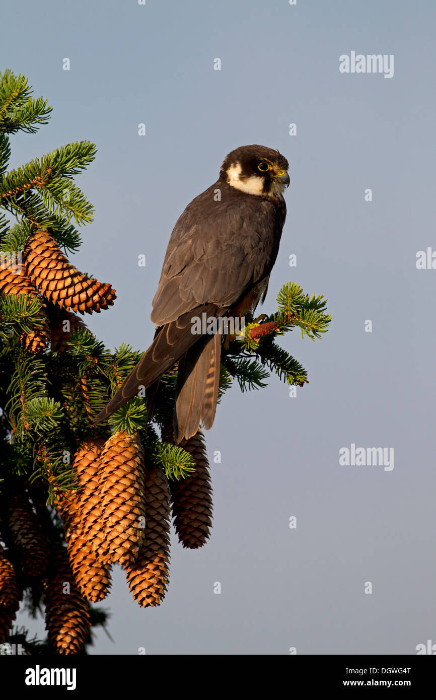 Eurasian Hobby (Falco Subbuteo), Thüringen, Deutschland Stockfoto