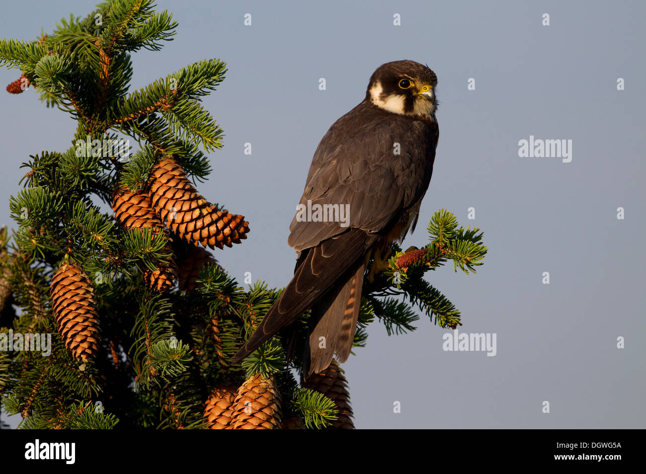 Eurasian Hobby (Falco Subbuteo), Thüringen, Deutschland Stockfoto