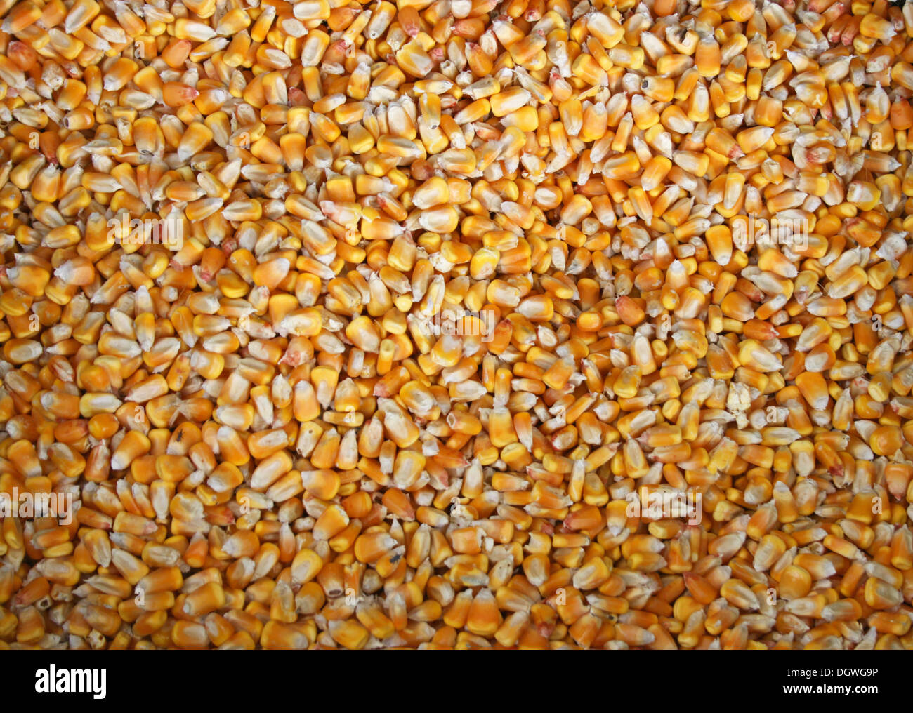 Hintergrund des gelben und weißen Feld Maiskörner Stockfoto