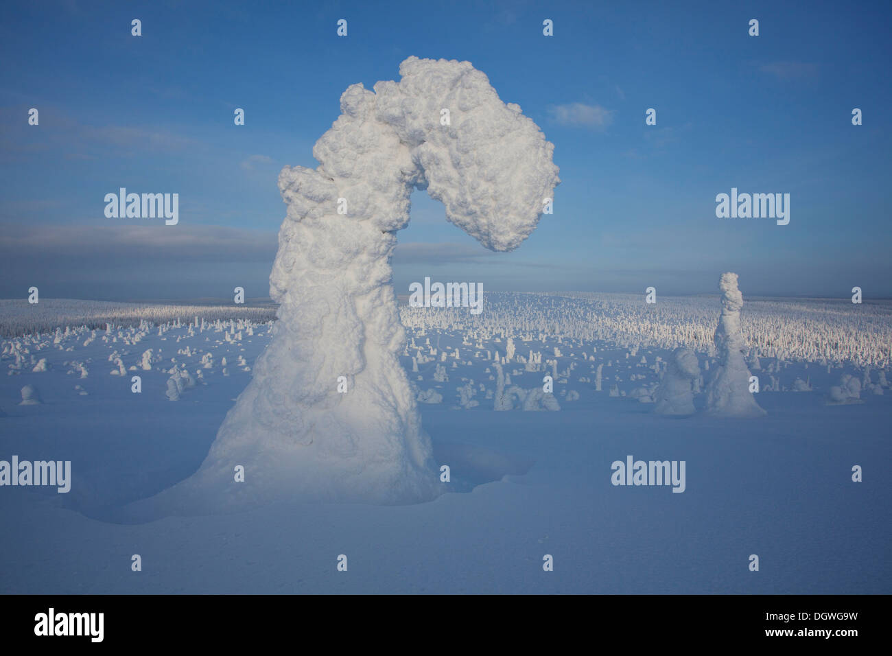 Fjell, im Winter mit Schnee bedeckten Bäume, Riisitunturi National Park, Posio, Lappland, Finnland Stockfoto