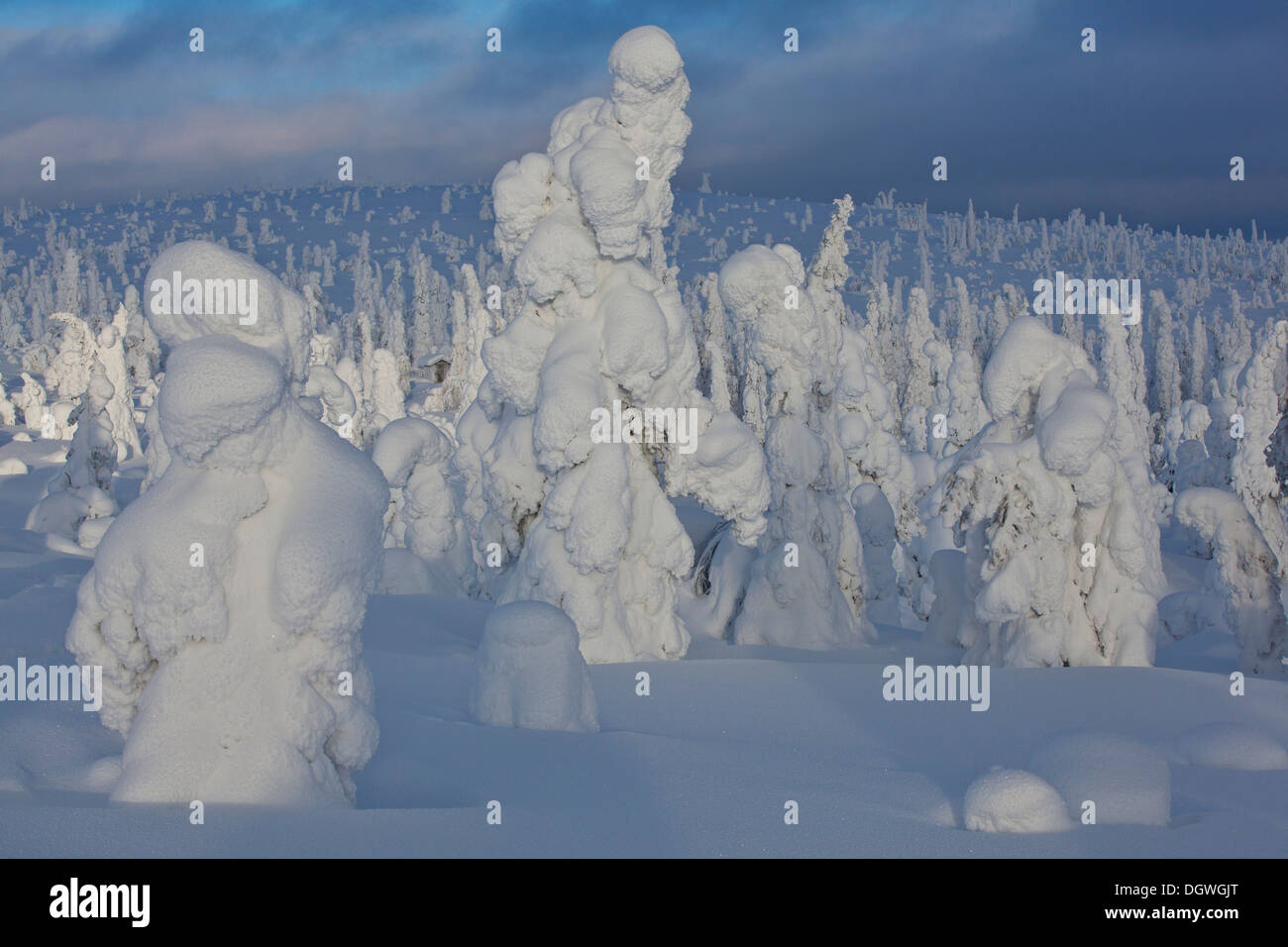 Fjell, im Winter mit Schnee bedeckten Bäume, Riisitunturi National Park, Posio, Lappland, Finnland Stockfoto