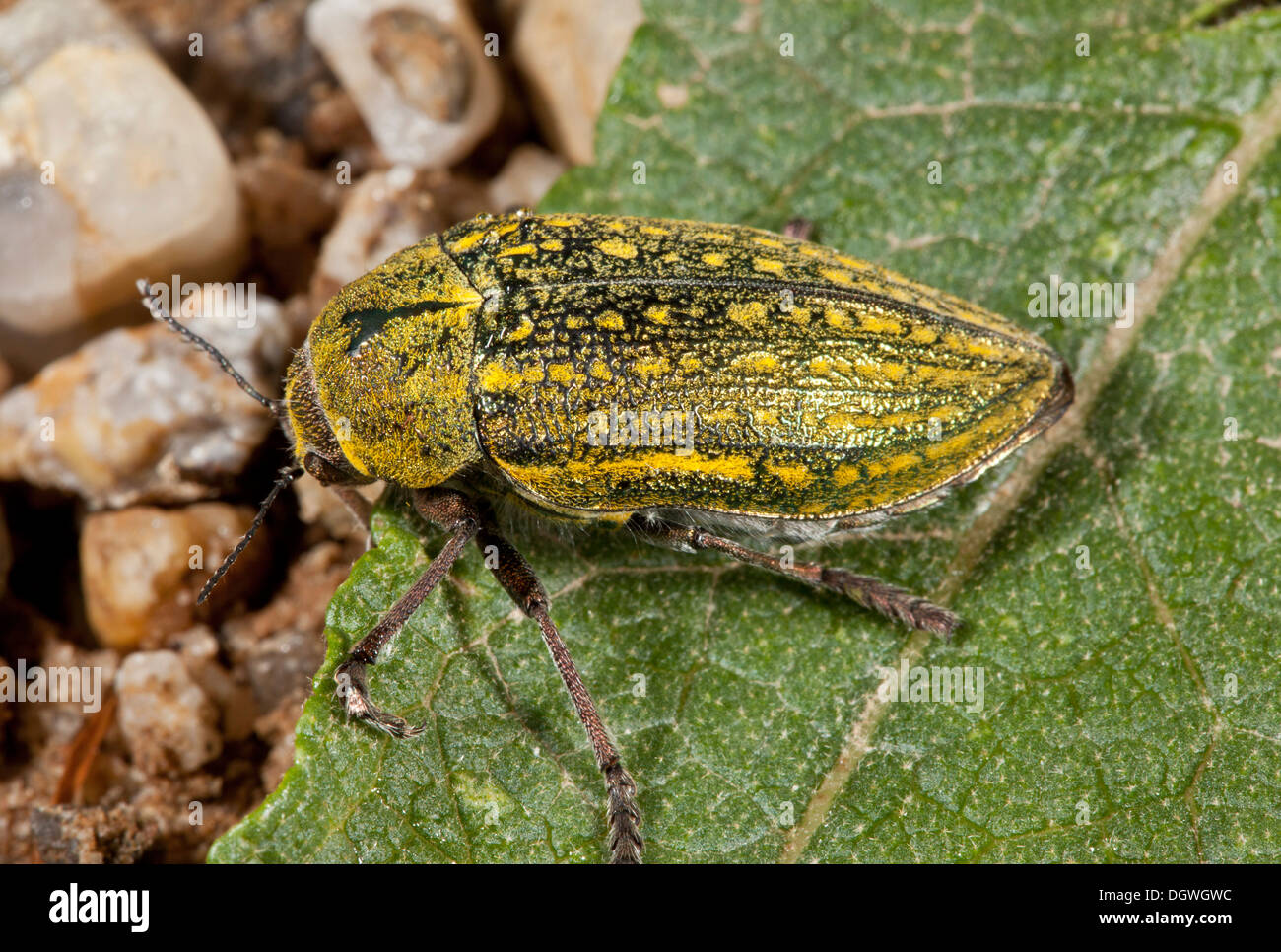 Ein Juwel Käfer, oder Buprestid, Julodis Ehrenbergii; Bulgarien. Stockfoto