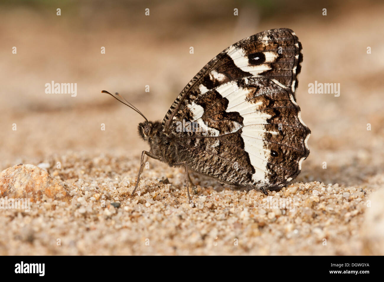 Auf Sand thront die große gebändert Äsche, Brintesia Circe. Bulgarien Stockfoto