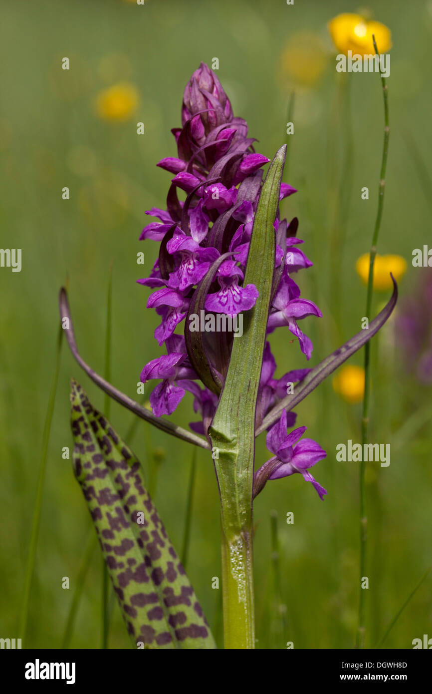 Breitblättrigen Marsh Orchidee Dactylorhiza Majalis in nassen Wiese, Rila-Gebirge, Bulgarien. Stockfoto