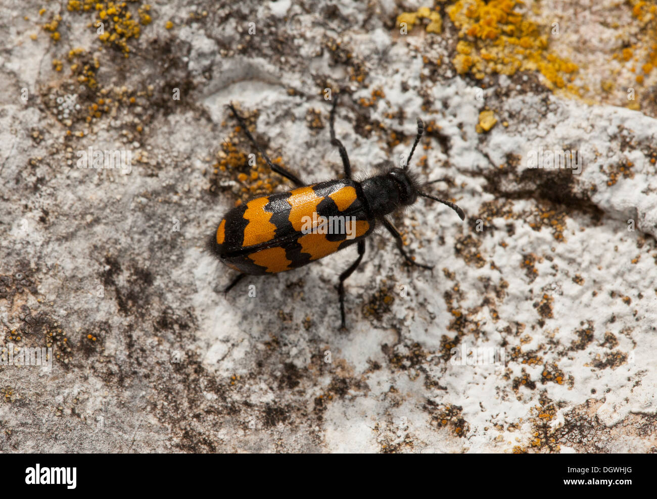 Ein Öl-Käfer, Mylabris Polymorpha; parasitäre Heuschrecke Eier. Bulgarien. Stockfoto