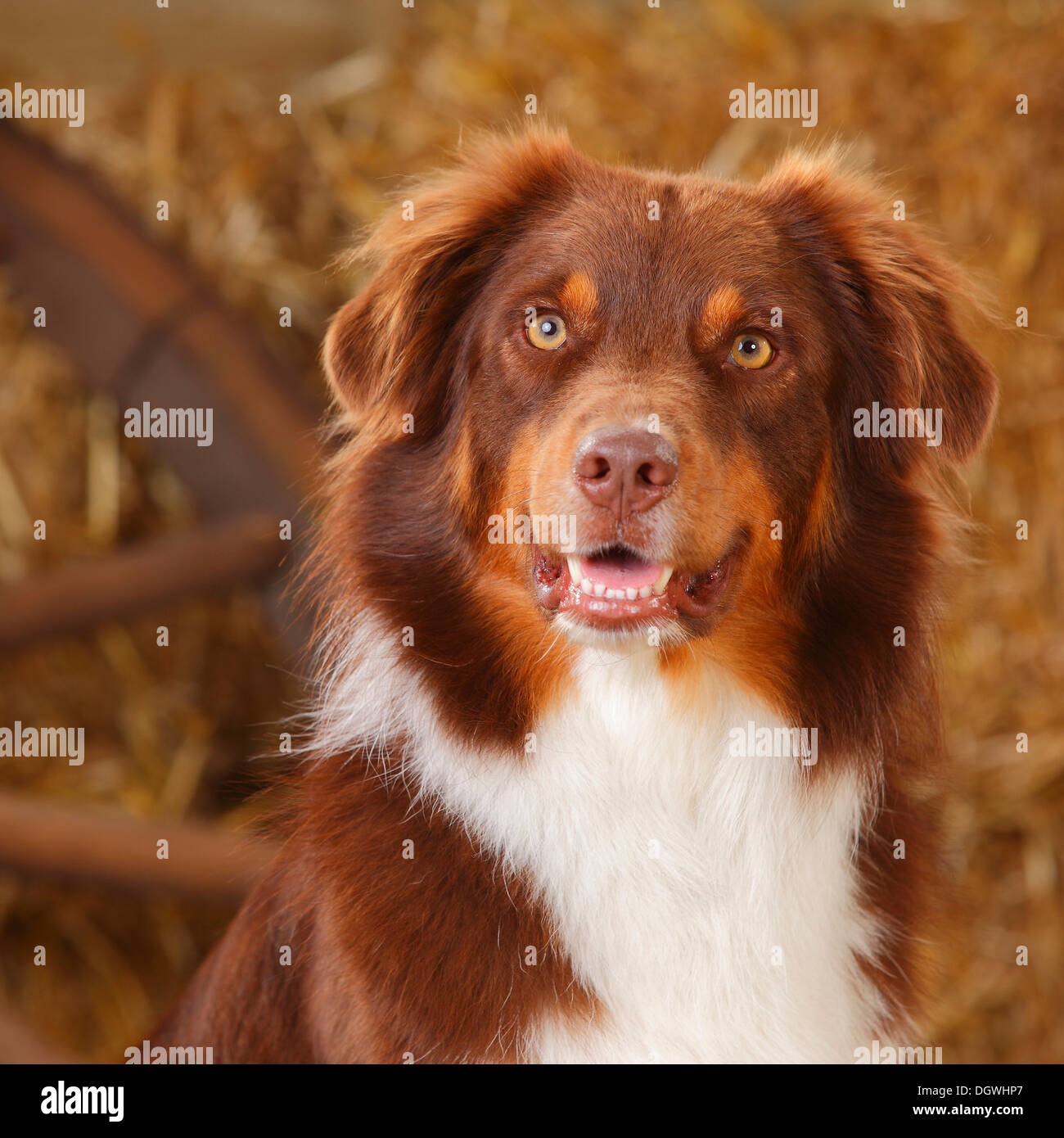 Australischer hund -Fotos und -Bildmaterial in hoher Auflösung – Alamy
