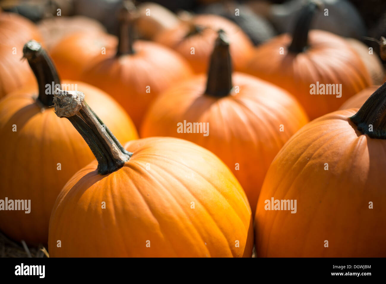 VEREINIGTE STAATEN – mehrere reife orangefarbene Kürbisse stehen nebeneinander an einem Marktstand, bereit für das Schnitzen in Jack-o'-Laternen für Halloween-Feiern. Die pulsierenden Kürbisse zeigen die Herbsternte und saisonale Traditionen. Stockfoto