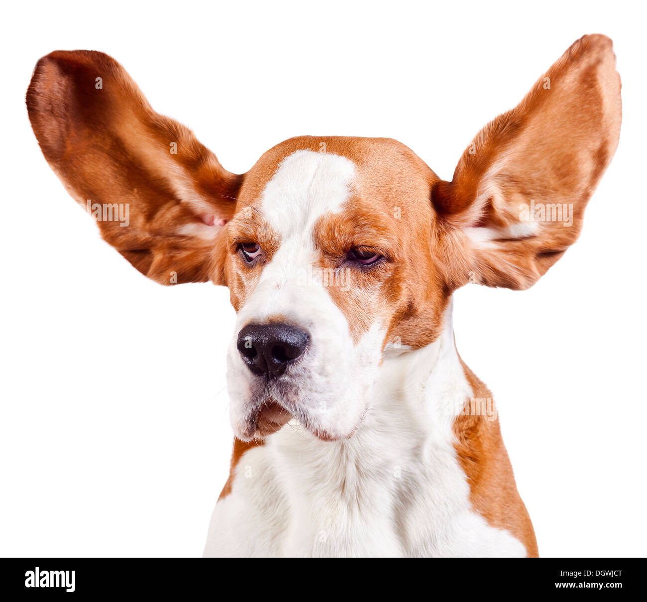 Beagle Kopf isoliert auf weißem Hintergrund Stockfoto