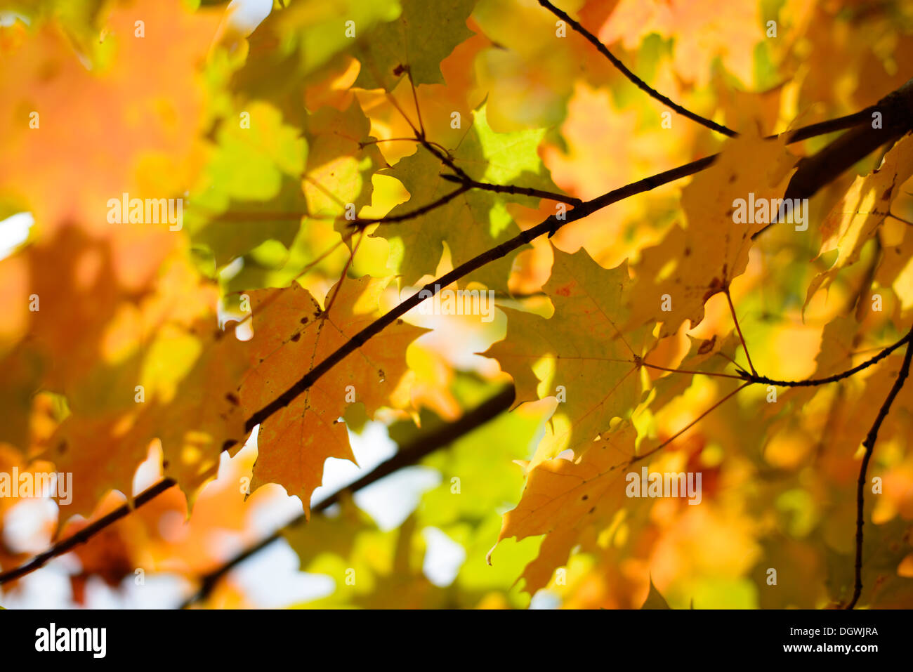 Orange und gelbe Ahornblätter im Bundesstaat New York im Herbst. Stockfoto