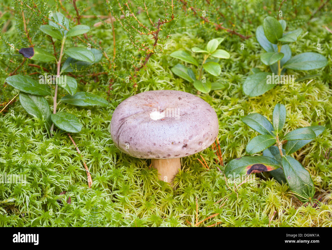 Im Herbst Pilze in Espoo, Finnland Stockfoto