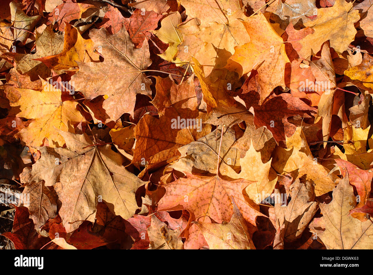 Herbstlaub Skaneateles New York // SKANEATELES, New York, Vereinigte Staaten – die lebhaften Herbstfarben von Upstate New York in der Nähe von Skaneateles schaffen einen atemberaubenden Teppich aus roten, orangen und gelben Blättern. Diese malerische Landschaft vor der ruhigen Kulisse des Skaneateles Lake verkörpert die Schönheit des Herbstes in der Region Finger Lakes. Die Gegend ist bekannt für ihre malerischen Fahrten, Outdoor-Aktivitäten und atemberaubende Ausblicke. Stockfoto