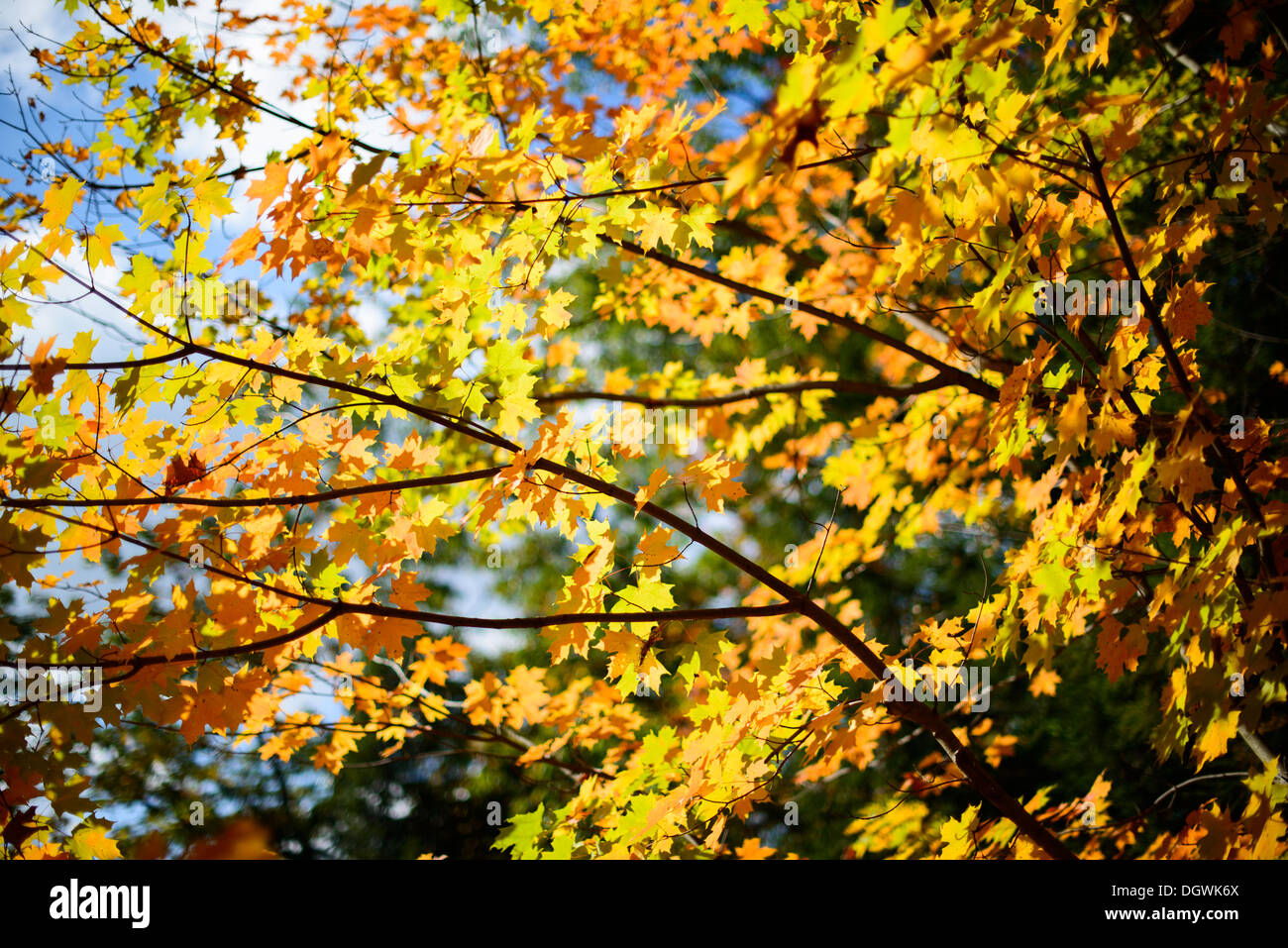 Ahorn Blätter im Herbst im Bundesstaat New York. Stockfoto