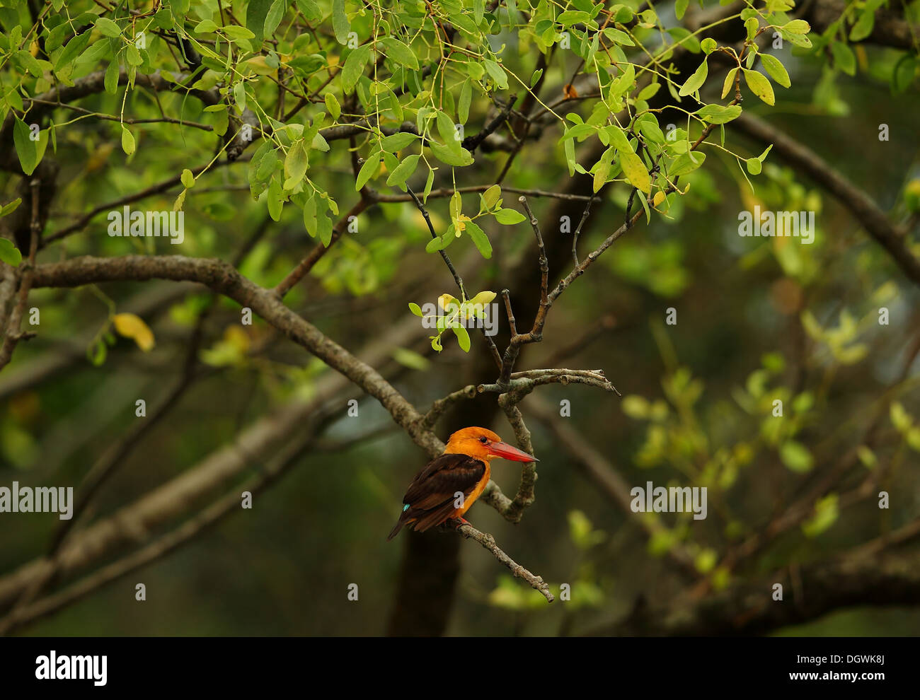 Braun geflügelte Eisvogel in Sunderbans Nationalpark Stockfoto