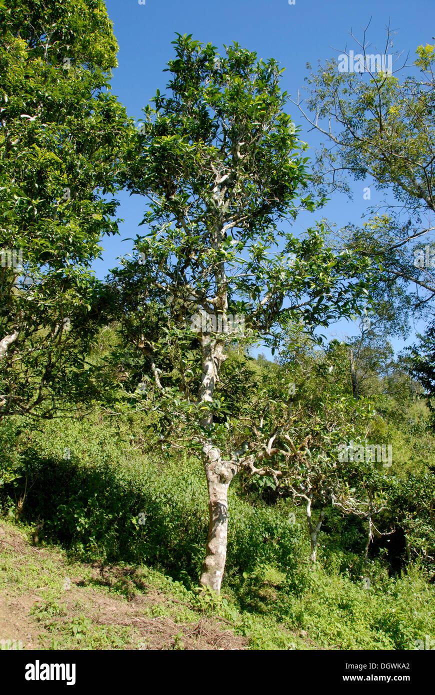 400-Jahr-alten Teebaum, alte Tee-Plantage, Ban Komaen, Phongsali Bezirk und Provinz, Laos, Südostasien, Asien Stockfoto