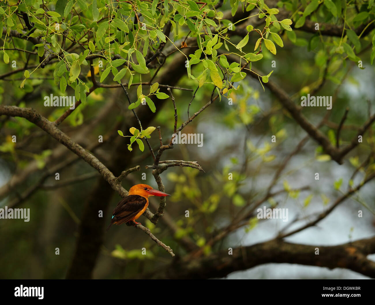 Braun geflügelte Eisvogel in Sunderbans Nationalpark Stockfoto